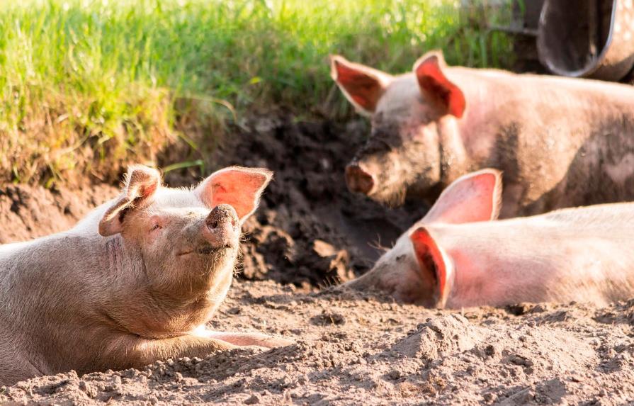 Países de Sudamérica se unen para prevenir ingreso de peste porcina africana