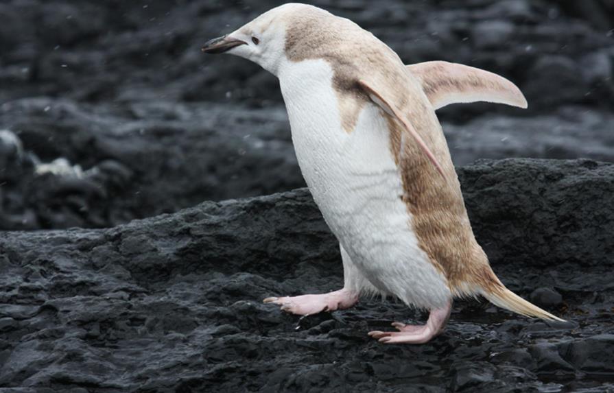  Un pingüino albino nace en cautiverio