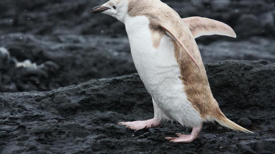  Un pingüino albino nace en cautiverio