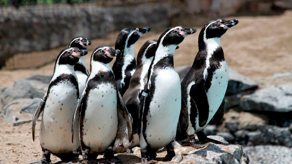 Los pingüinos de Humboldt que aprenden a ser ciegos en un refugio chileno