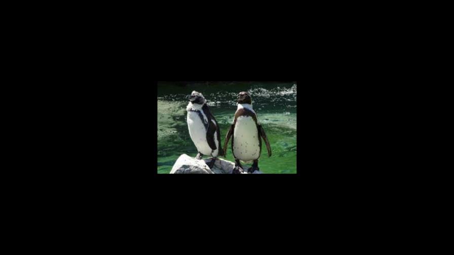 Una pareja de pingüinos gay, padres “ejemplares” 