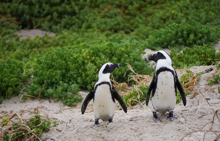 Pareja de pingüinos gay, padres ejemplares en el zoo de San Francisco