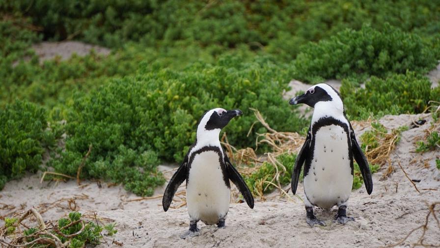 Pareja de pingüinos gay, padres ejemplares en el zoo de San Francisco