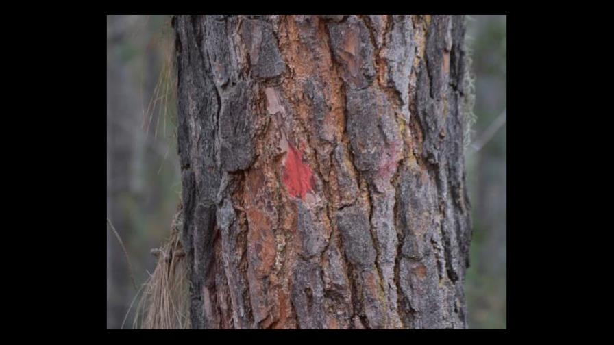 Buscan evitar que plaga de escarabajo llegue al parque J. Armando Bermúdez