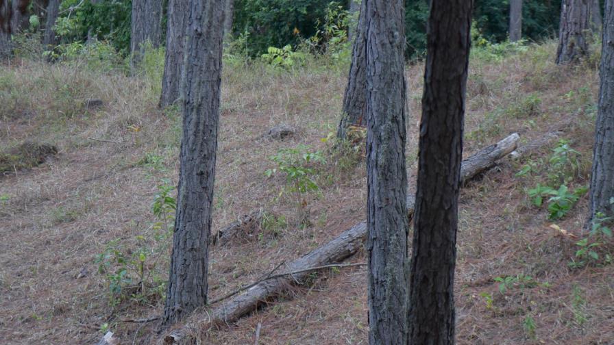 Depredan bosques en la Cordillera Central