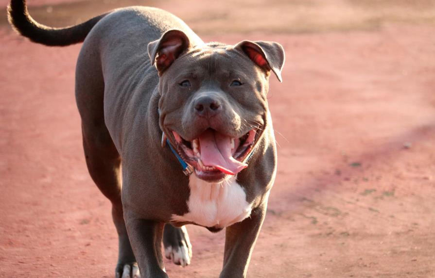 Someten proyecto de ley para controlar la presencia de 11 razas de perros en República Dominicana