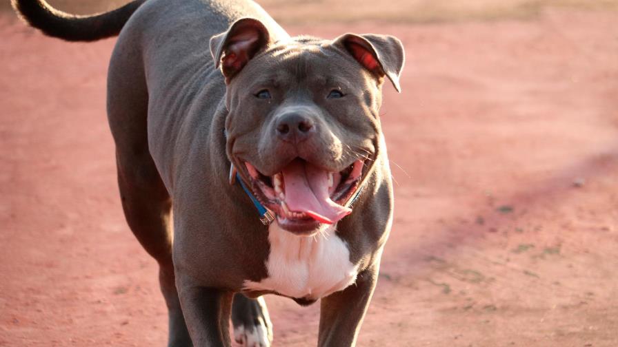 Someten proyecto de ley para controlar la presencia de 11 razas de perros en República Dominicana