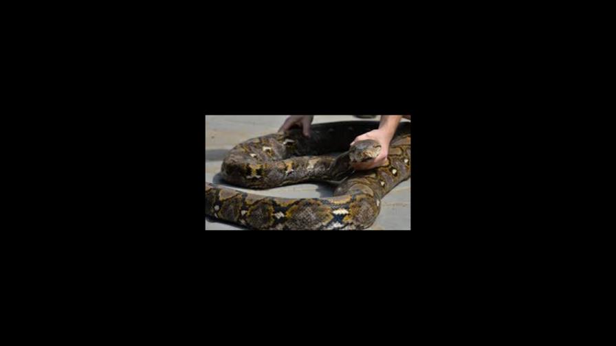 Encuentran una pitón gigantesca en el sur de Florida