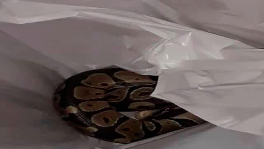 Una mujer de Florida encuentra una pitón en su lavadora