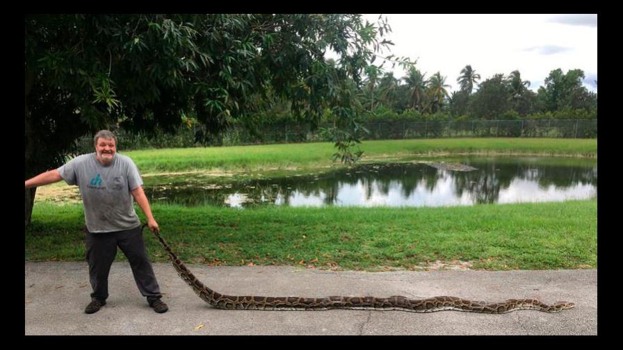 Capturan en Florida dos gigantes pitones que devoraban a especies autóctonas