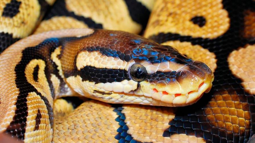 Ladrones roban un bolso y sin saber estaba lleno de pitones 