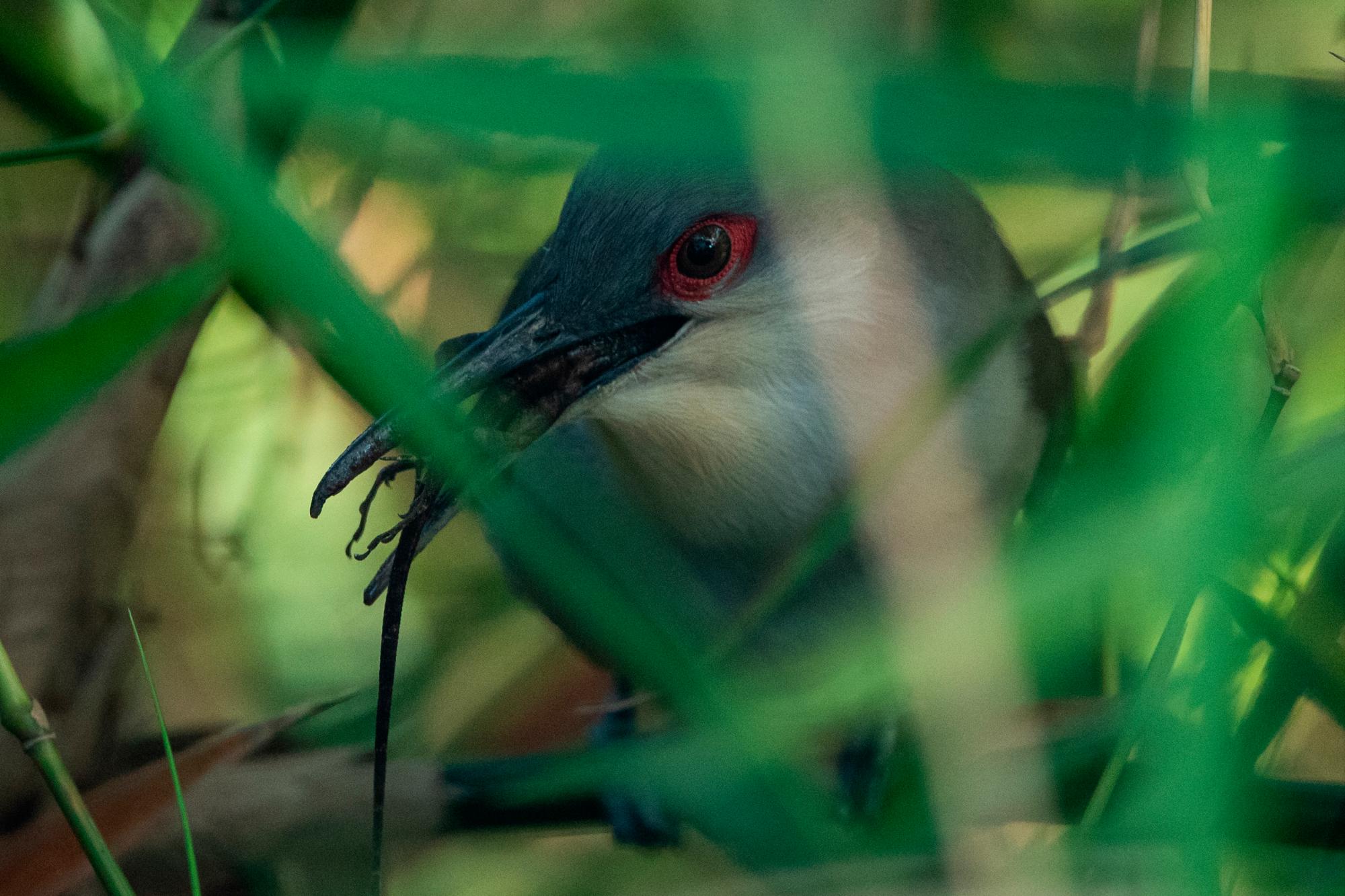 Pájaro bobo, Coccyzus longirostris, en Santo Domingo.