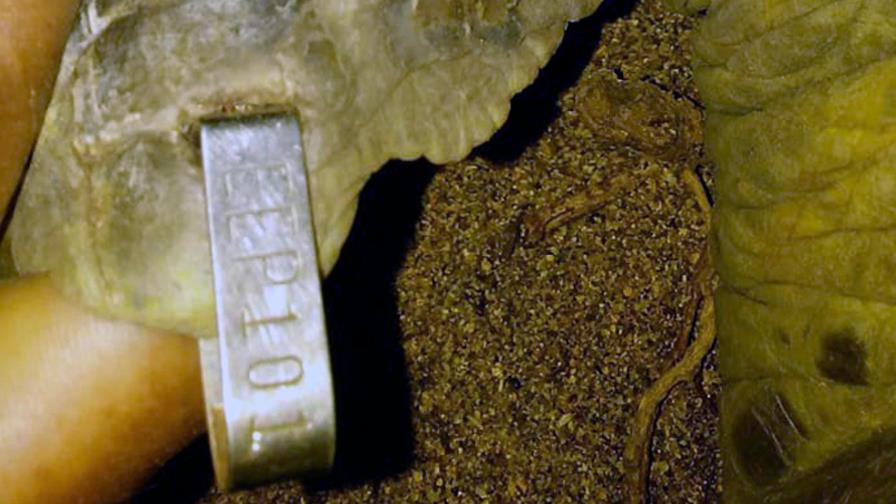 Jaira regresa 6 años después para anidar en playa Güibia