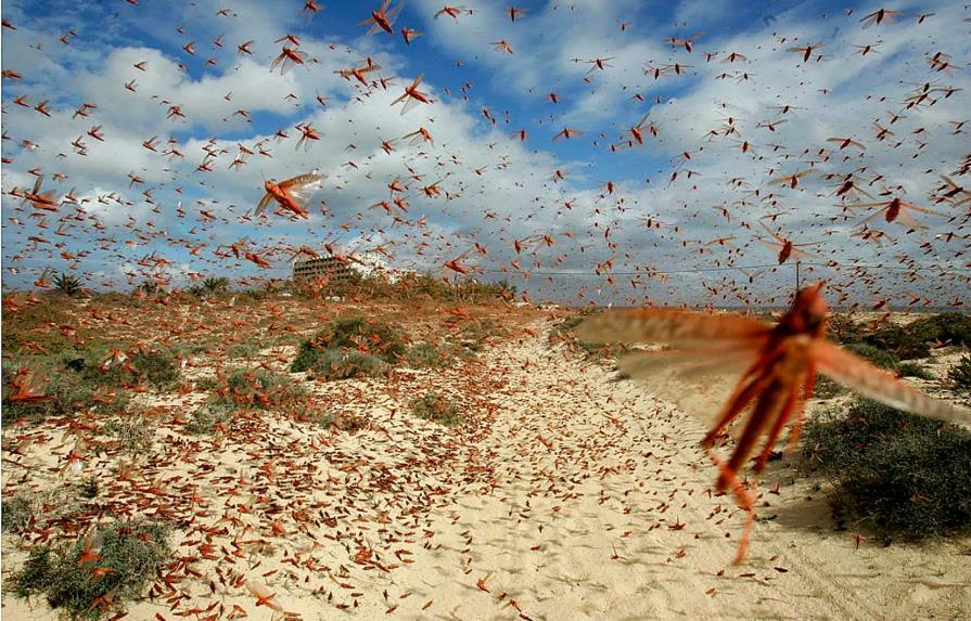 Plaga de langostas impulsa acción contra un antiguo enemigo