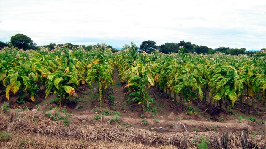 Sequía impidió sembrar 41,500 tareas tabaco cosecha 2018-2019