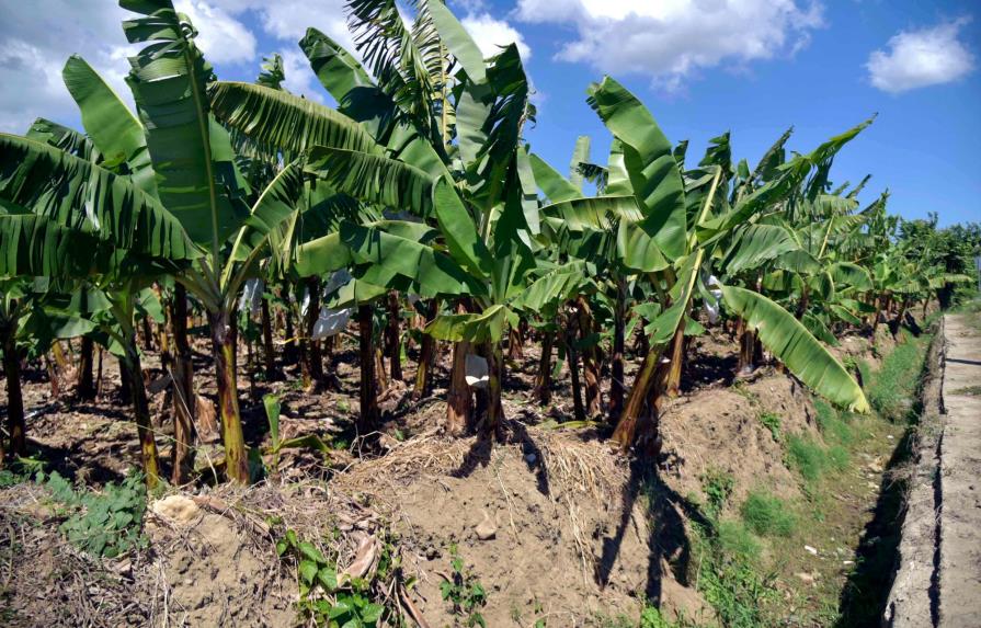 Productores siembran solo 50 % arroz y banano