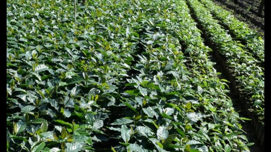 Celebran el Día Nacional del Café en República Dominicana