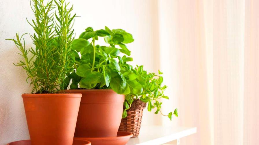 Cinco plantas ideales para ahuyentar a los mosquitos