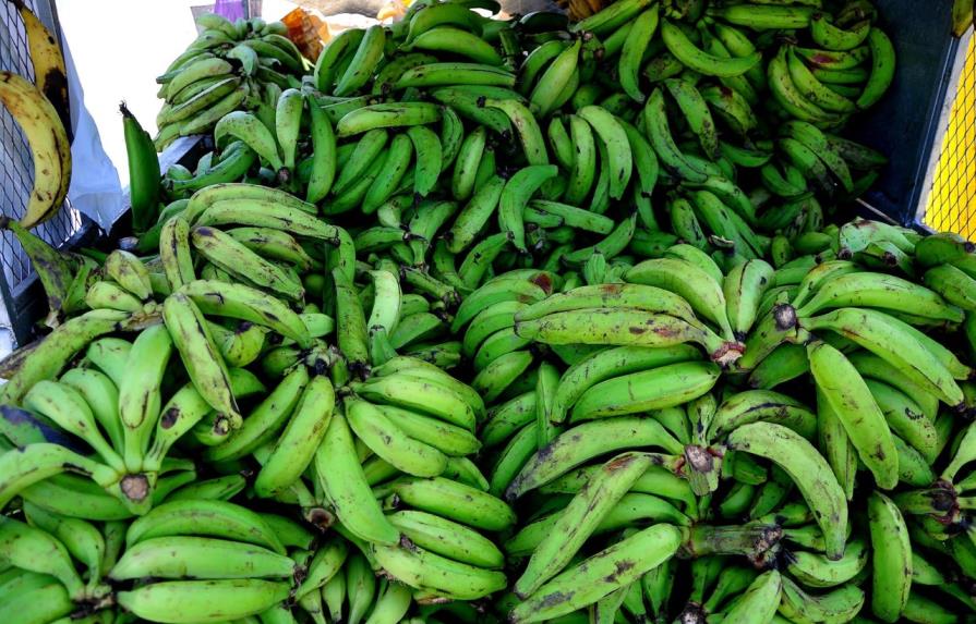 Moca deja producir 24 millones de unidades de plátanos al año