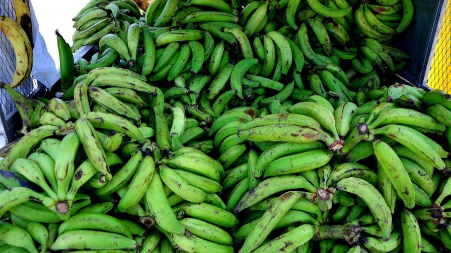 Moca deja producir 24 millones de unidades de plátanos al año