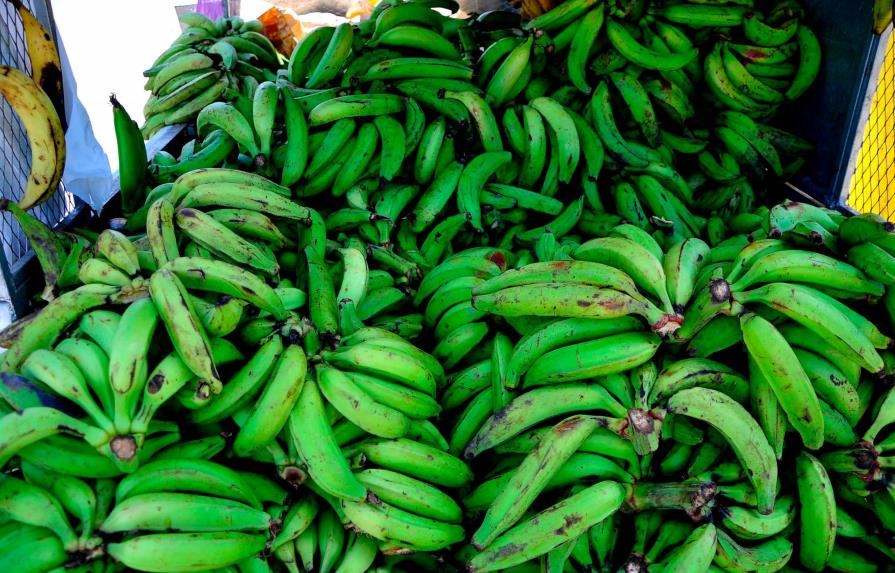 Estiman que el precio de los plátanos bajará  más por la abundancia 