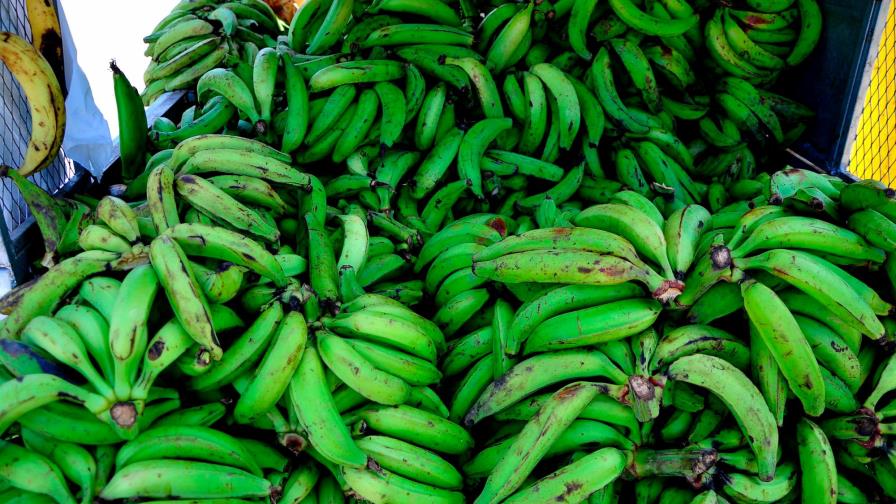 Estiman que el precio de los plátanos bajará  más por la abundancia 