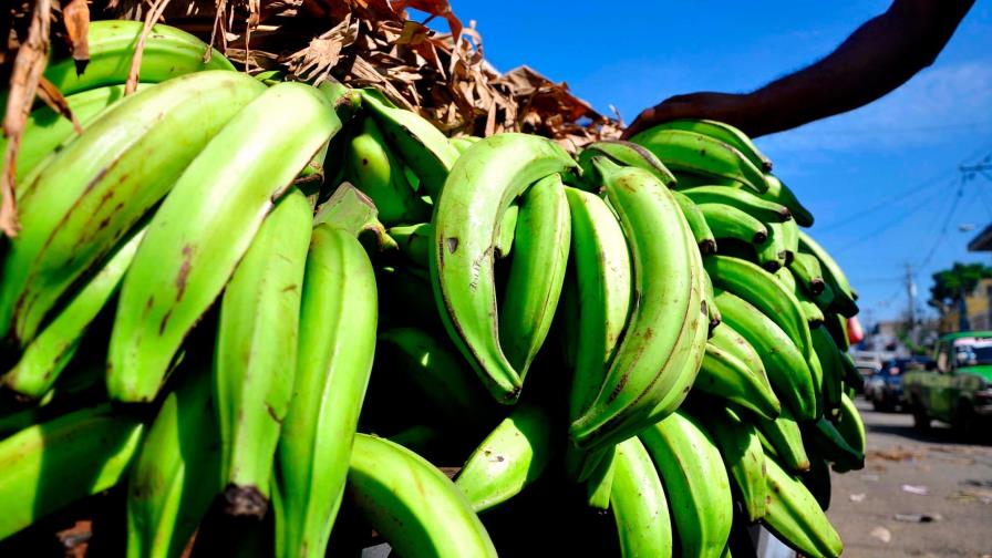 Recomiendan consumir otros víveres ante alto costo del plátano