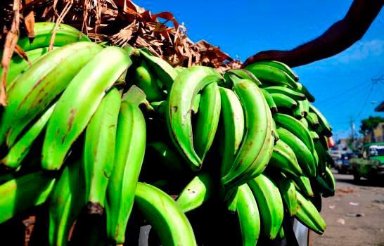 El dominicano promedio consume unos 250 plátanos al año