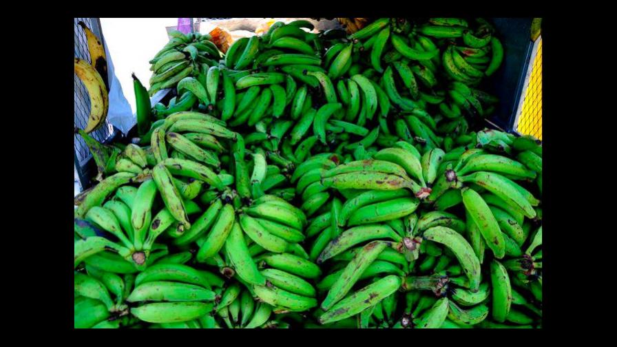 Dominicanos consumen más de ocho millones de plátanos diariamente Dominicanos consumen más de ocho millones de plátanos diariamente
