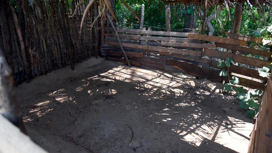 La fiebre porcina africana no tiene vacuna La fiebre porcina africana no tiene vacuna