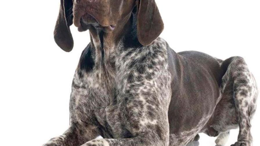 ¿Hasta qué edad crece un pointer? ¿Hasta qué edad crece un pointer?