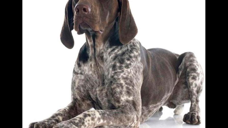 ¿Cómo curar a mi perro?