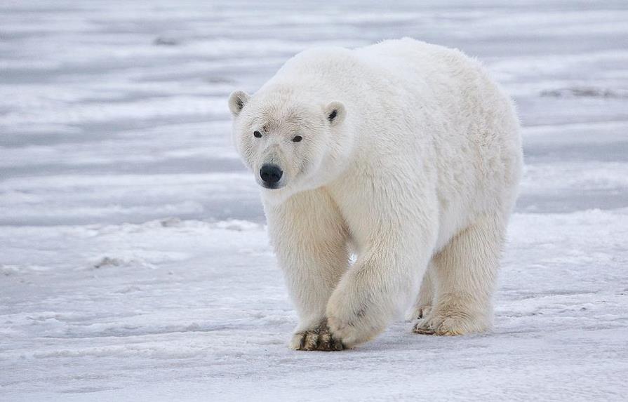 Condena a muerte en suspenso para un “problemático” oso polar de Groenlandia