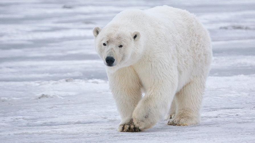 Condena a muerte en suspenso para un “problemático” oso polar de Groenlandia