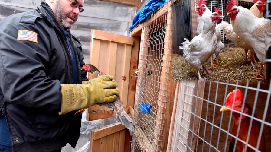 Redada contra dominicanos galleros en Nueva Jersey