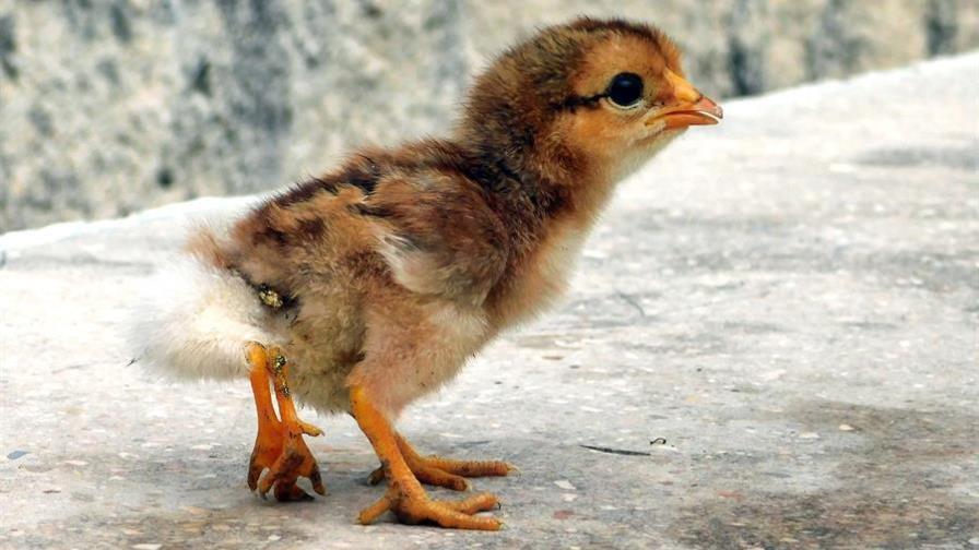 Nace en Cuba un pollito con cuatro patas
