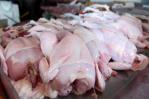 Productores garantizan abastecimiento de huevos y pollos en diciembre