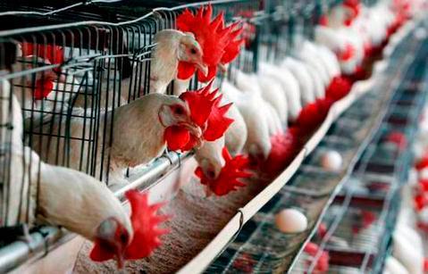Sector avícola garantiza pollos para diciembre y sin aumento de precio
