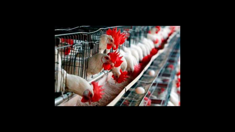 Sector avícola garantiza pollos para diciembre y sin aumento de precio