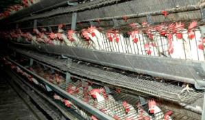 Baja de la actividad turística provoca sobre oferta de productos en el mercado dominicano 