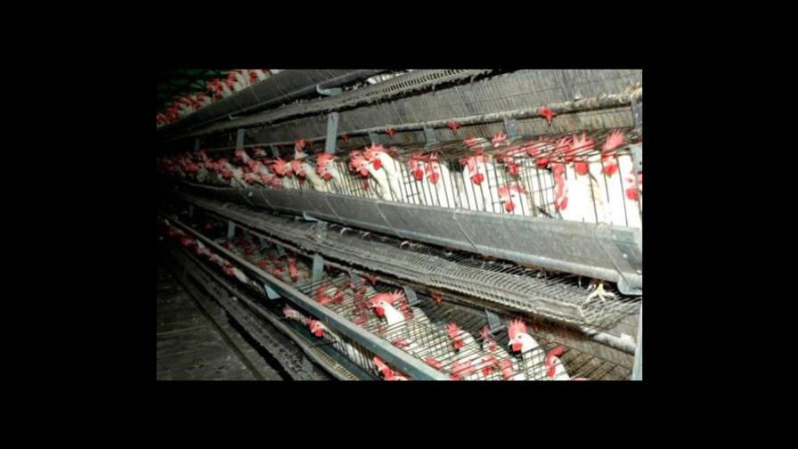 Baja de la actividad turística provoca sobre oferta de productos en el mercado dominicano  Baja de la actividad turística provoca sobre oferta de productos en el mercado dominicano