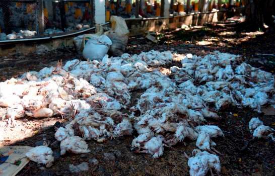 Gobierno atribuye brotes virales en los pollos a falta de seguimiento de la vacunación