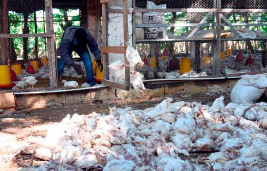 Medidas de Agricultura ineficaces para erradicar la gripe aviar y el Newcastle