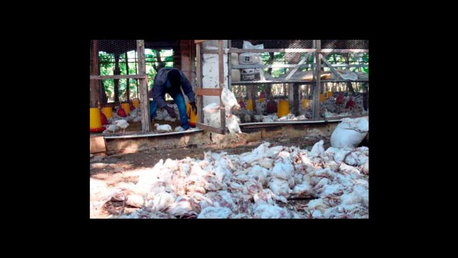 Medidas de Agricultura ineficaces para erradicar la gripe aviar y el Newcastle