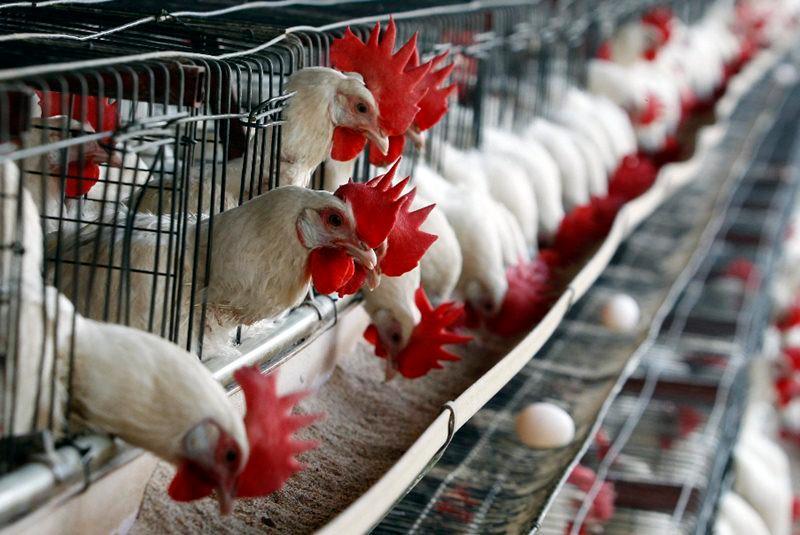 La industria avícola: soporte de la dieta de los dominicanos