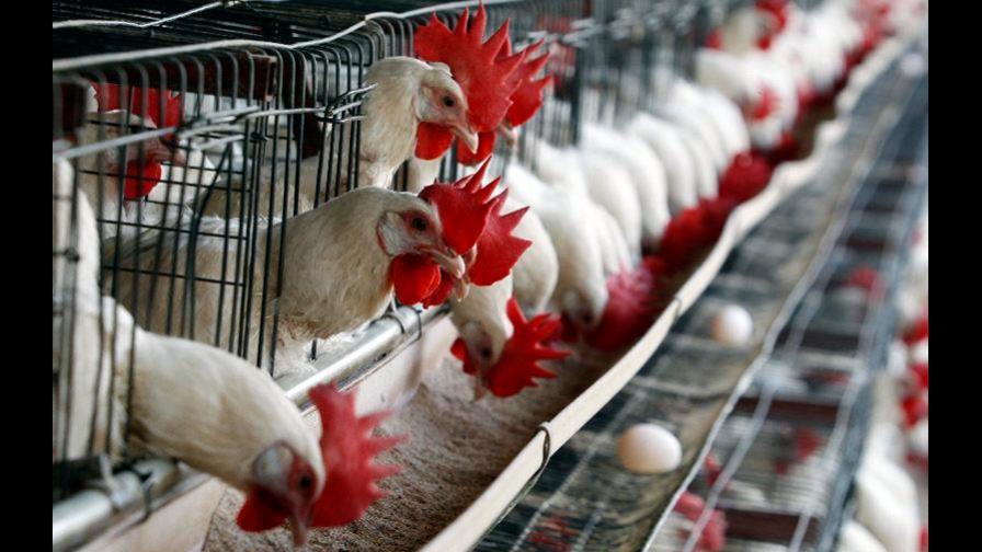 La industria avícola: soporte de la dieta de los dominicanos