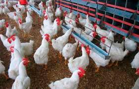 Productores avícolas ven positivo accionar del gobierno contra el virus Newcastle