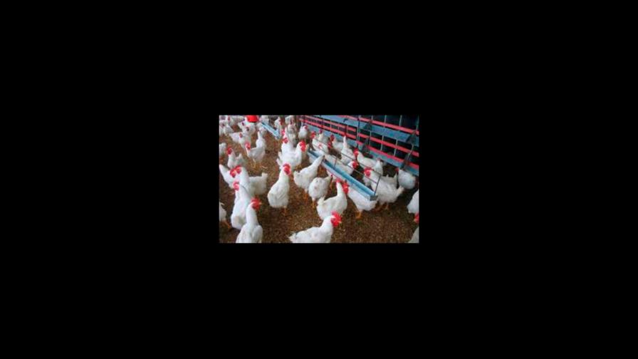 Productores avícolas ven positivo accionar del gobierno contra el virus Newcastle