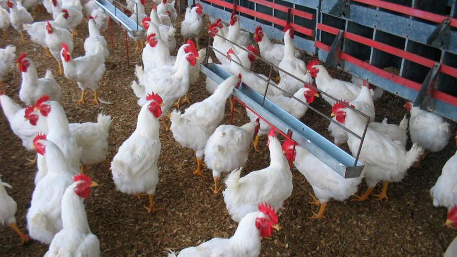 Productores y Gobierno afirman es seguro consumir carne de pollo  