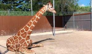 Zoológico de Miami aplica la eutanasia a una jirafa que no podía caminar